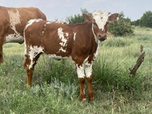 DH Red Hot x Hubbell's 20 Gauge heifer