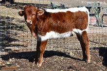 CATCH OF BEAUTY BULL CALF