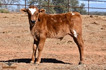 ALANA'S BULL CALF 2024