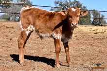 LILLY'S BULL CALF