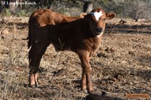 ALANA'S BULL CALF 2024