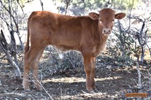 BRAVADO'S BULL CALF 2024