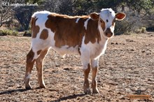 Catch x Lady Hope Bull Calf