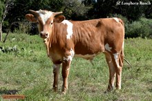 EMMYBLUE'S BULL CALF