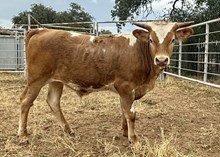 EMMYBLUE'S BULL CALF