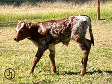 JAG'S SWEETHEART bull calf